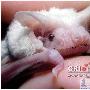 白色小蝙蝠舉世罕見 被貓抓傷後接受療養（圖） 動物世界