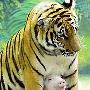曼谷动物园老虎与猪同居（图） 动物世界
