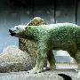 新加坡天气太湿热 动物园北极熊“长绿毛”（图） 动物世界