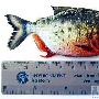 英泰晤士河发现食人鱼 专家安抚恐慌市民（图） 动物世界