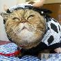 安静温柔且忠诚 奇异猫成为爱猫族新宠（图） 动物世界