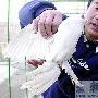 双腿外侧多长一对翅膀 四翅白鸽照样飞翔（图） 动物世界