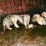 五只虎崽見遊人（圖） 動物世界
