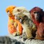 动物园为迎猴年将猴子染成各种颜色引争议（图） 动物世界