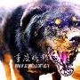 “中华神犬”超尘拔俗：赤胆忠心 勇不可挡 动物世界