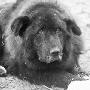 藏獒被认作黑熊（图） 动物世界