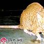 “沙皮怪鼠”模样奇：全身无毛满脸皱褶（图） 动物世界