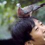 小斑鸠鸟与人“痴恋” 一见钟情不离不弃（图） 动物世界