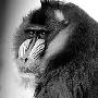 天津动物园群猴练拜年 猴王形态有“十最”（图） 动物世界