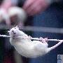 年度“白鼠奥运会”开幕 21只小精灵角逐（图） 动物世界