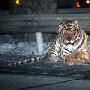 吉林一高速路上发现老虎 警察深夜大围捕 （图） 动物世界