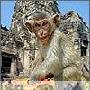 曼谷“猴子节”:猴子大吃美味自助餐（图） 动物世界