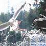 大批红嘴鸥飞进昆明市中心翠湖公园（图） 动物世界