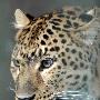 郑州动物园高产“豹妈妈”一胎产4崽(1)（图） 动物世界