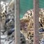 郑州动物园高产“豹妈妈”一胎产4崽(2)（图） 动物世界