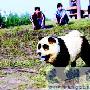 黑白毛色蓝舌头“大熊猫”原是松狮犬（图） 动物世界