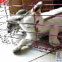 老鼠怕猫成鬼话 漂亮猫咪被老鼠咬得乱窜（图） 动物世界