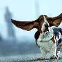 英国“天使”小狗拥有世界最大狗耳朵（图） 动物世界