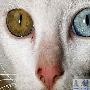 印度一“杂种”猫有两只不同颜色的眼睛（图） 动物世界