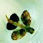 青岛发现长得像蝴蝶的燕儿鱼（图） 动物世界