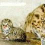 印度豹猫喜产幼崽 此动物已经濒临灭绝（图） 动物世界