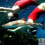 大连海洋公园水中芭蕾小姐与鲨鱼共舞（图） 动物世界