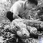 新加坡8岁巨蜥看中医 针灸疗法治顽疾（图） 动物世界