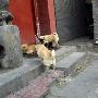 北京養犬法規二審又有新變化 犬吠擾民可以上訴（圖） 動物世界