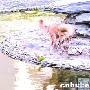 波光粼粼 犬鸟戏水（图） 动物世界
