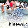 三亚海边浴场发现鲨鱼 鱼身被砍伤   （图） 动物世界