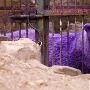 阿根廷动物园出现罕见“紫色”北极熊（图） 动物世界