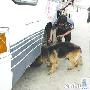 武汉海关缉毒犬能“听懂”英语引人注目（图） 动物世界