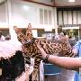 美国爱猫者协会在加州圣荷西举办猫展（图） 动物世界