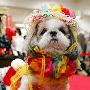 小狗也走秀 日本舉行狗寶寶時裝展示會（圖） 動物世界