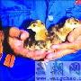 珠钢生态园喜添丁：母鸡兼职孵出6只小孔雀（图） 动物世界