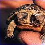 南非一只双头乌龟从主人的指间向外张望（图） 动物世界