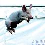英国科学家:快乐小猪易长膘   （图） 动物世界