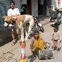 印度：小狗头戴太阳镜街头卖艺（图） 动物世界