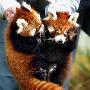 澳大利亚动物园拯救濒临灭绝的“小熊猫”（图） 动物世界