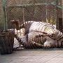 兰州市动物园斑马暴毙 中毒身亡疑有人投毒（图） 动物世界