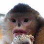 昆明动物园滇金丝猴喜添可爱小宝宝（图） 动物世界