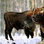 生活在波兰国家公园里的野牛（图） 动物世界