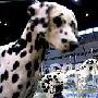 美国狗展在芝加哥展览中心举行（图） 动物世界