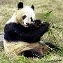 重庆动物园高龄大熊猫繁殖研究取得突破性成果（图） 动物世界