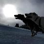 图文-世界狗拉雪橇锦标赛 阿拉斯加灰狗吠日急进（图） 动物世界