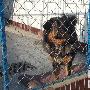 中国首届藏獒展5（图） 动物世界