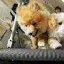东京宠物小狗也赶时髦 跑步机上跑步减肥（图） 动物世界