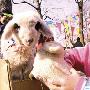 北京庙会上销售活宠物羊 卖到600元一只（图） 动物世界