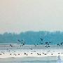 天鹅大雁雪中飞翔 首次发现候鸟留京过冬（图） 动物世界