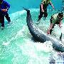 长沙动物园不上担架的海豚手术没做成功（图） 动物世界